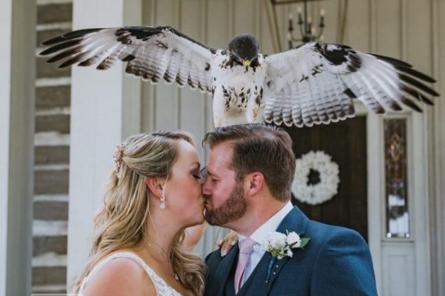 a wedded couple kissing near a bird