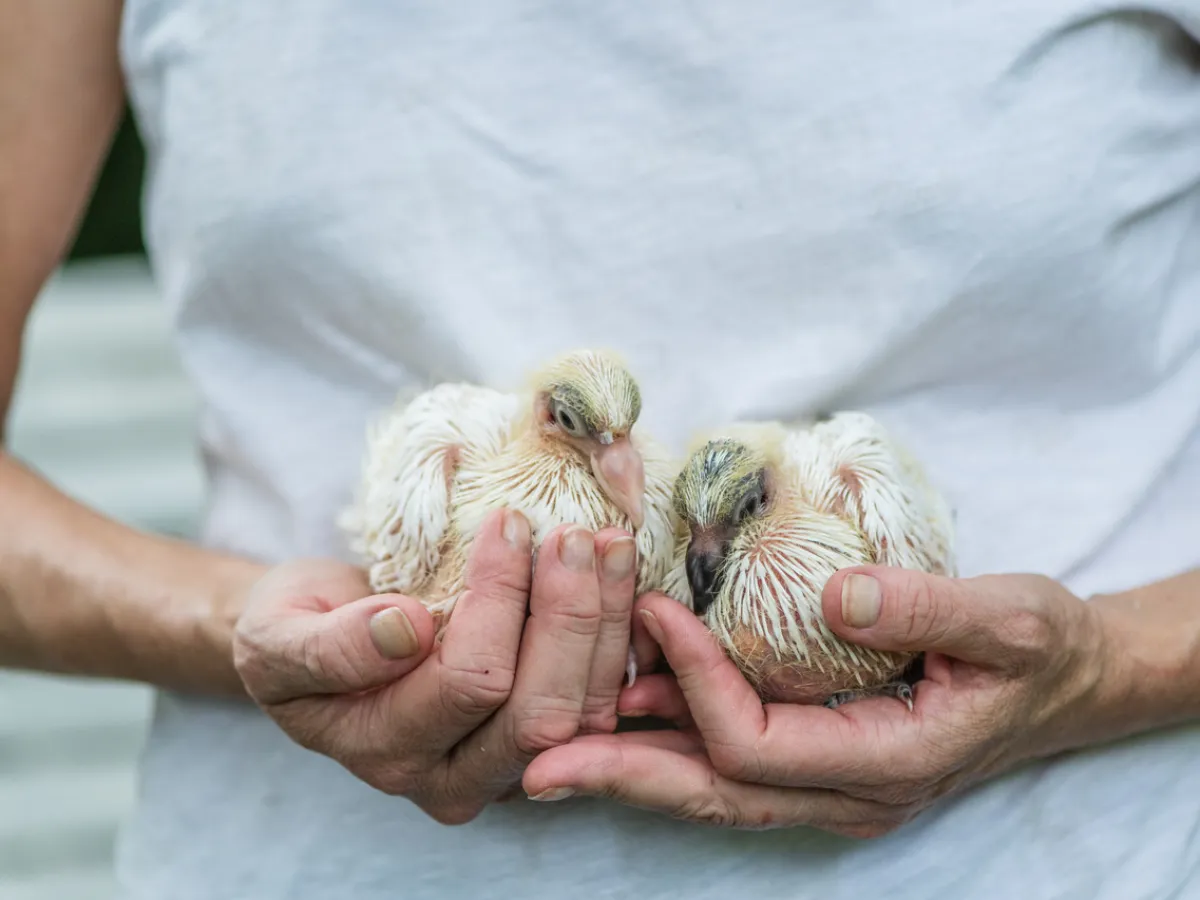 a man holding a bird