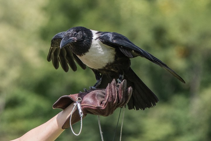 a close up of a bird