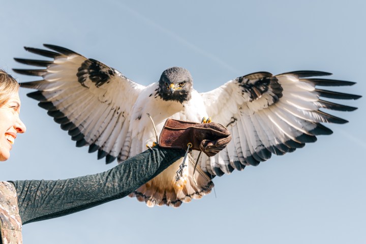 a close up of a bird