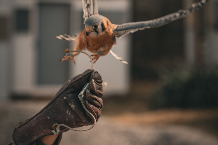 a small bird perched on a tree branch