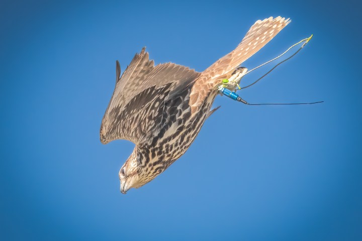a bird flying in the sky
