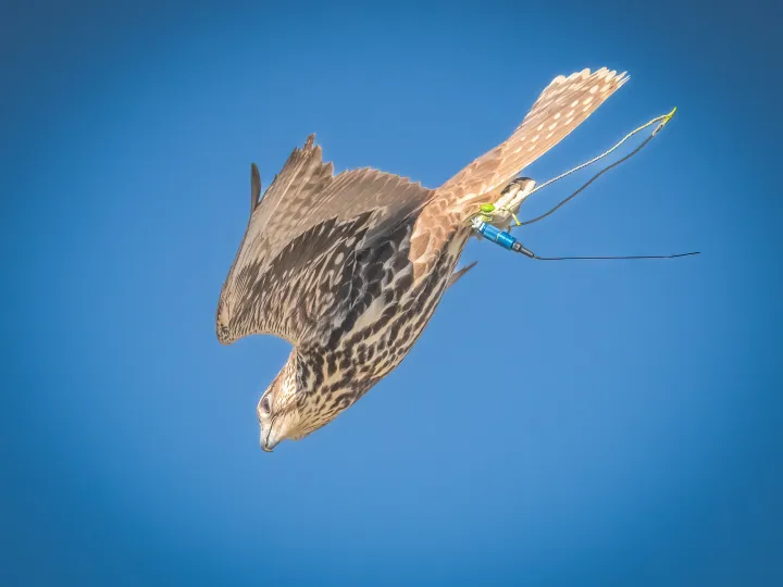 a bird flying in the sky