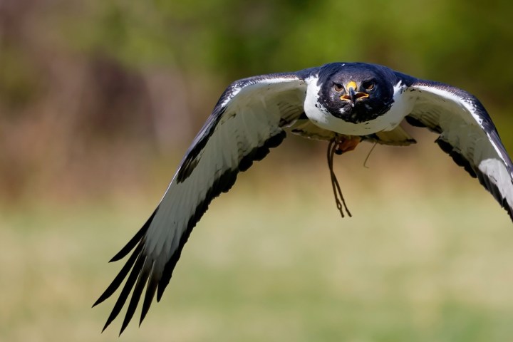 a close up of a bird