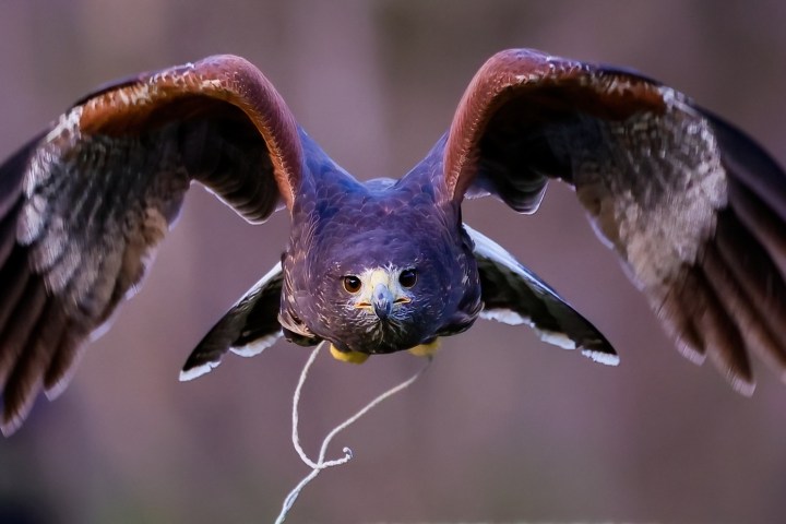 a bird flying in the sky