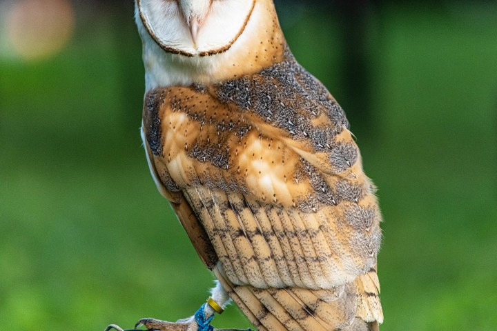 a close up of an owl