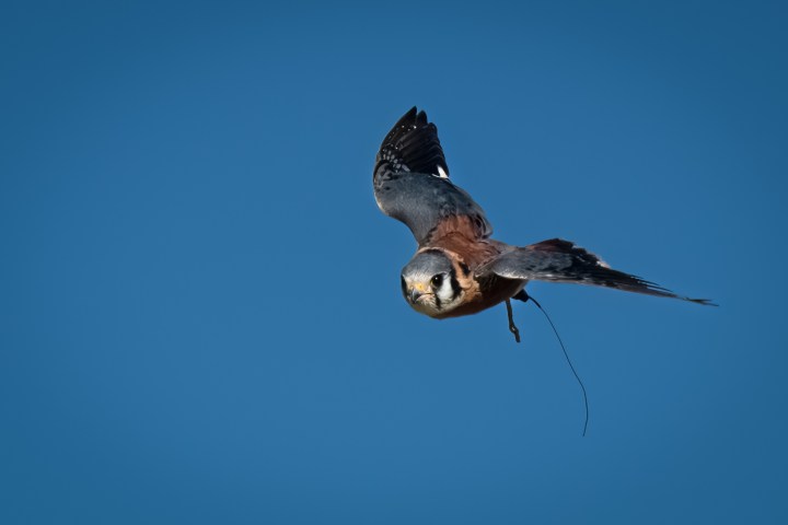 a bird flying in the sky