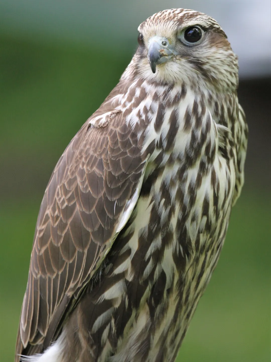 a hawk sitting on a branch