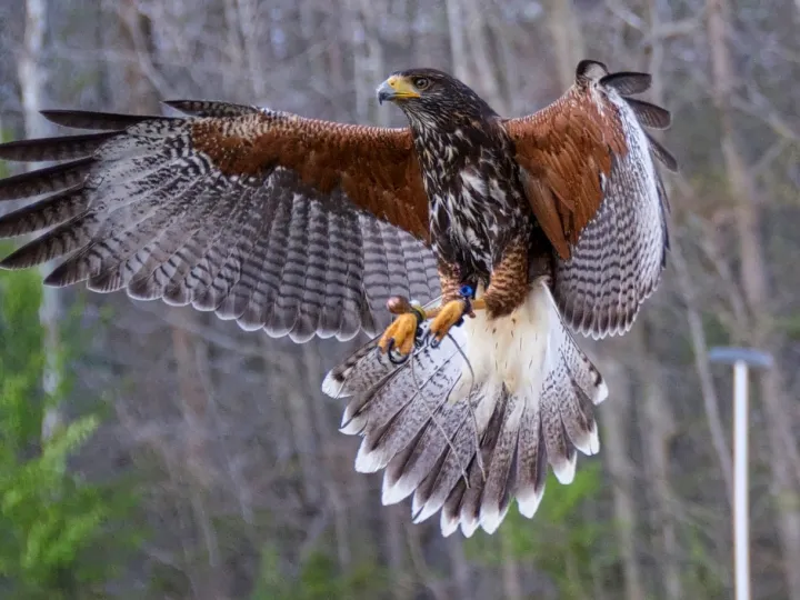 a bird standing on top of a metal fence