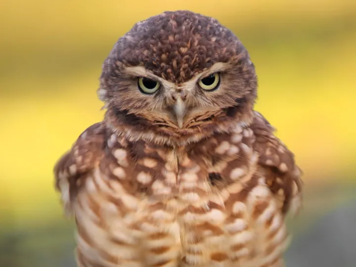 a bird sitting on top of an owl