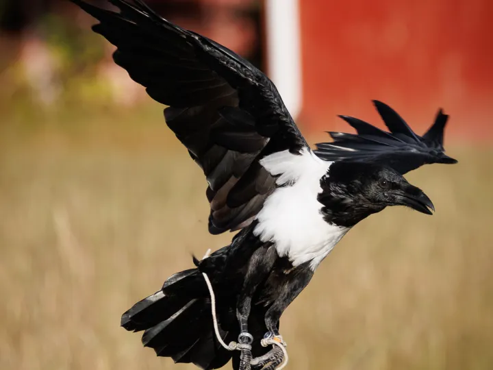 a bird flying over a field