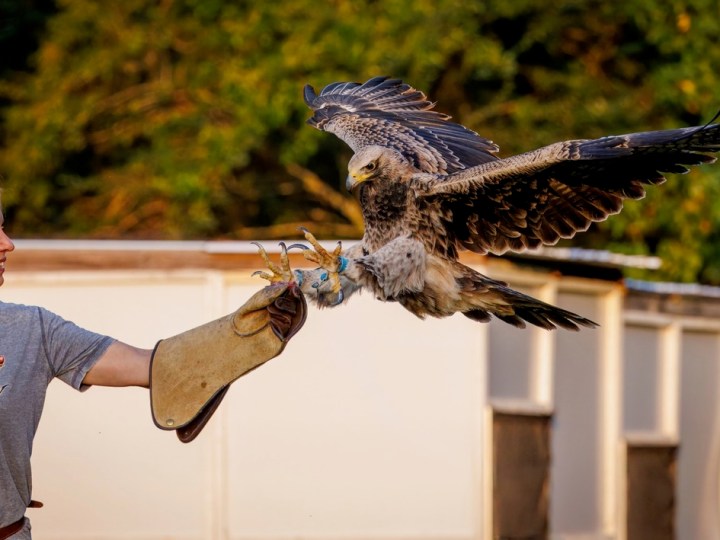 Woman handling a large bird of prey with outstretched wings outdoors.