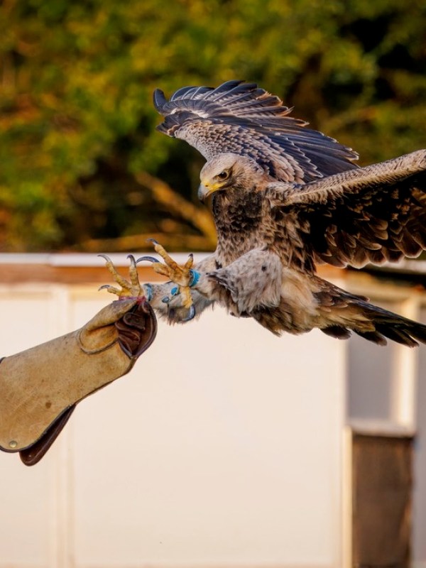 Woman handling a large bird of prey with outstretched wings outdoors.